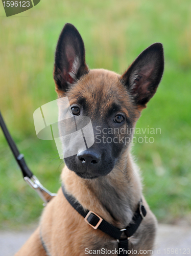 Image of puppy malinois