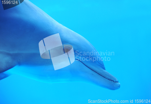 Image of dolphin