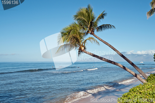 Image of Palm trees and the ocean beach