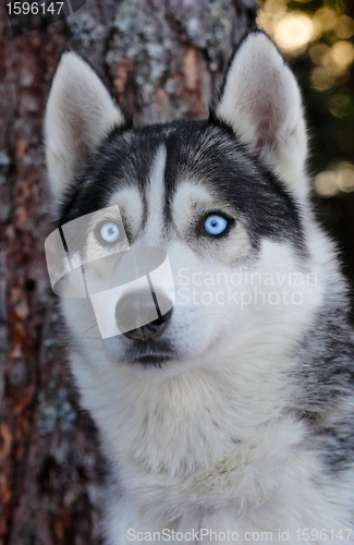 Image of 	Husky dog