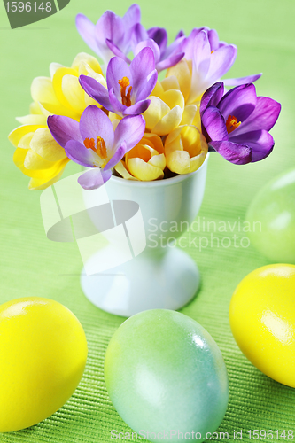 Image of Beautiful Crocuses for Easter