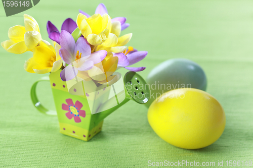 Image of Beautiful Crocuses for Easter