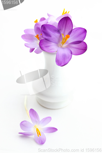 Image of Violet crosus in vase for spring 