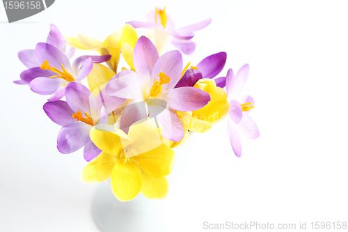 Image of Spring flowers on white background