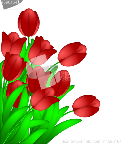 Image of Bunch of Red Tulips Flowers Isolated on White Background