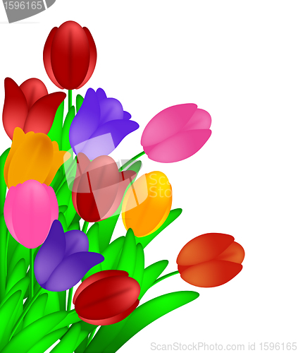 Image of Bunch of Colorful Tulips Flowers Isolated on White Background