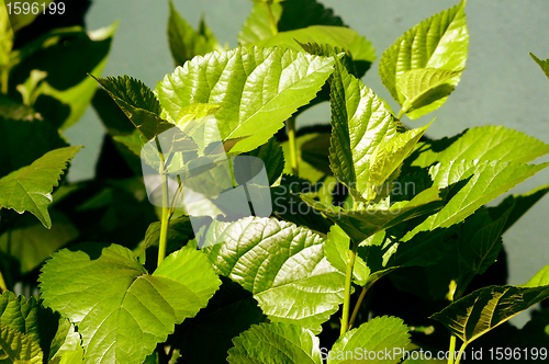 Image of Mulberry tree leaves