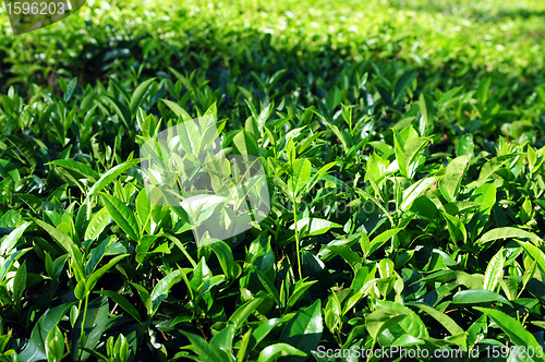 Image of Tea plantations