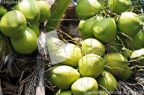 Image of Coconut fruits