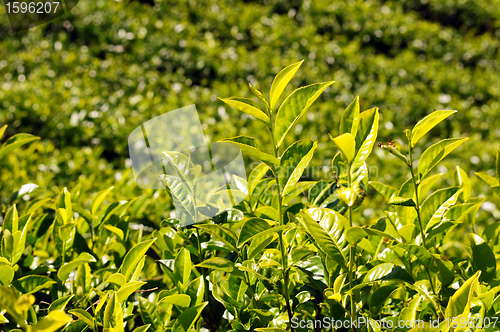 Image of Tea plantations