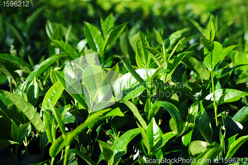 Image of Tea plantations