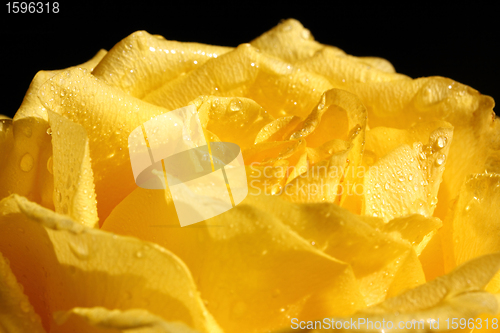 Image of yellow rose with drops macro