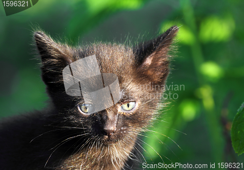 Image of little black kitten outdoor