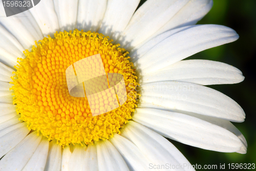 Image of chamomile flower macro
