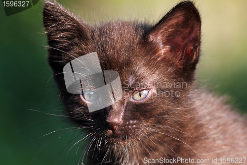 Image of little black kitten outdoor