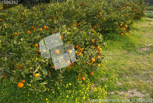 Image of Orange field