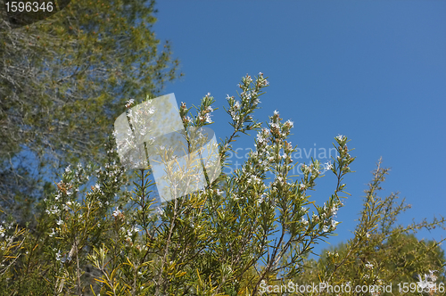 Image of Rosemary shrub