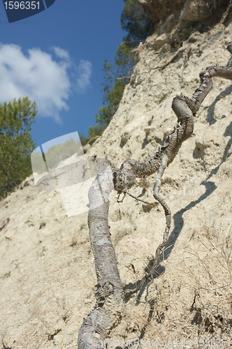 Image of Roots against erosion