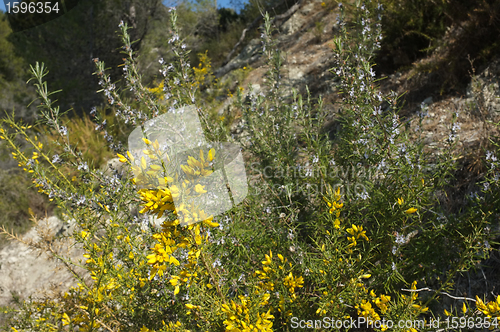 Image of Mediterranean shrubs