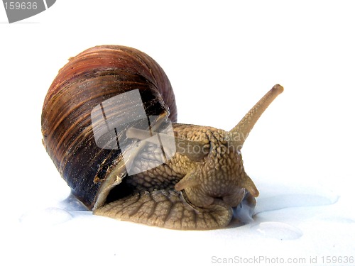 Image of Edible snail