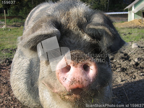 Image of Hairy pig