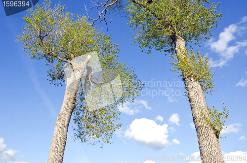 Image of Old tall ash trees branch rise spring cloudy sky 