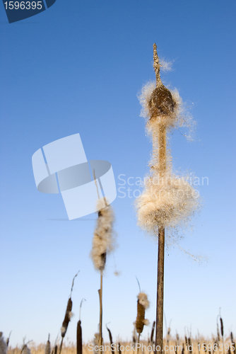 Image of Seedy reed stalks head in winter  cat-tail 