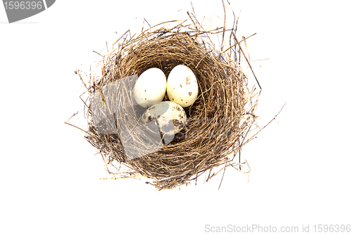 Image of Gay white eggs nest isolated on white background 