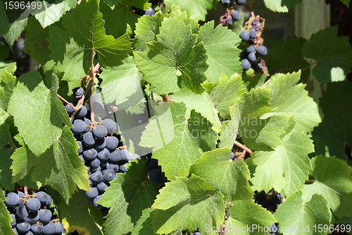 Image of blue grapes