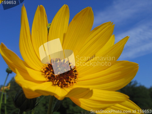 Image of Jerusalem artichoke