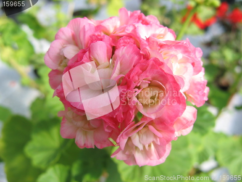 Image of pelargonium