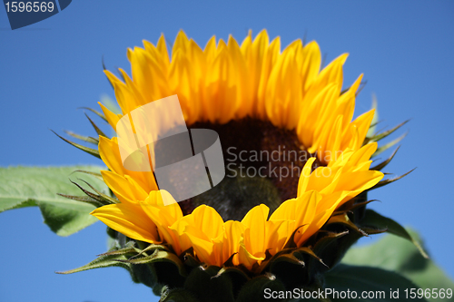 Image of sunflowers in the summer