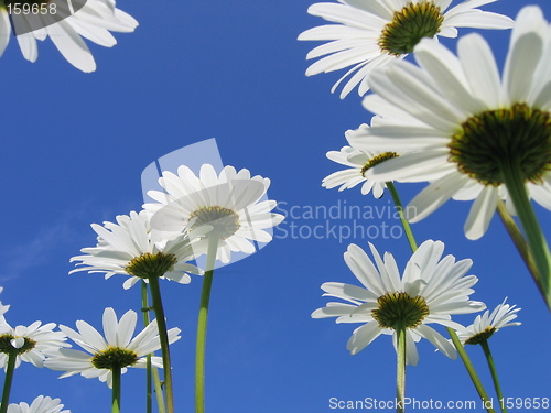 Image of flowers