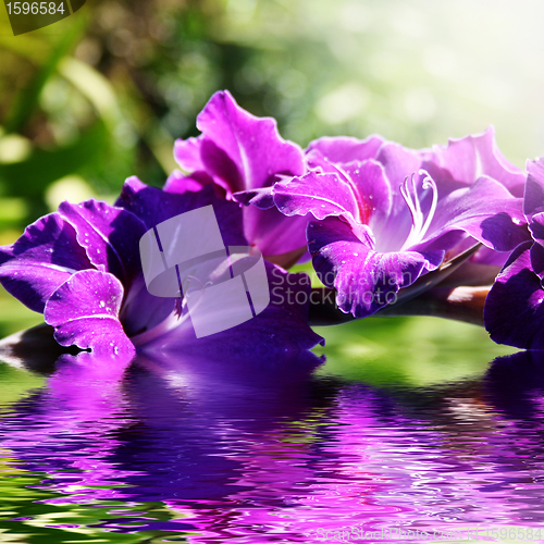 Image of gladiolus in the water in the summer