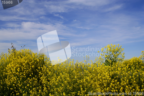 Image of Summer