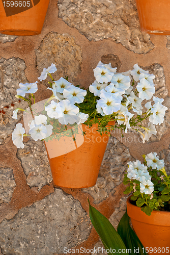 Image of Wall with flowers