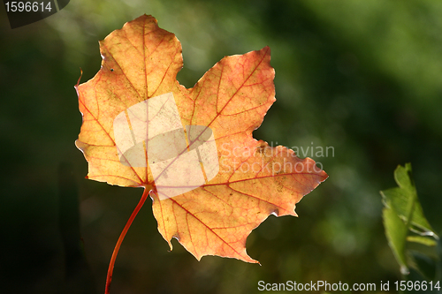 Image of autumn leaves