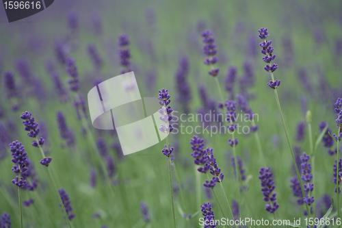 Image of LAVANDER