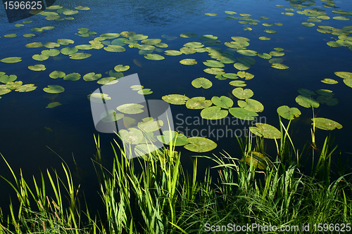 Image of spring grass