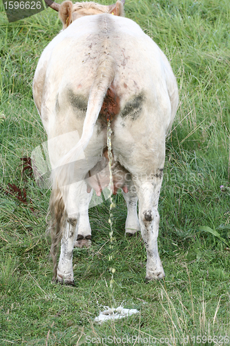 Image of Danish cows 