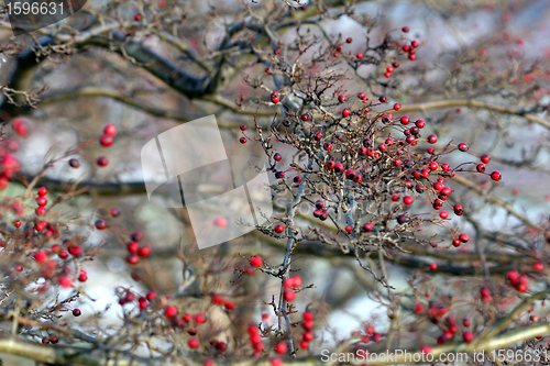 Image of red fruits