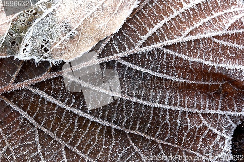 Image of autumn leaves