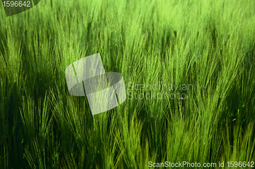Image of corn fleld