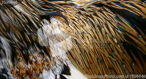 Image of feather