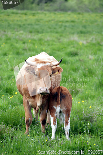 Image of danish cows 