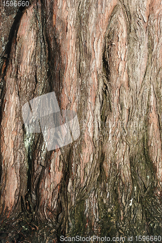 Image of Tree closeup