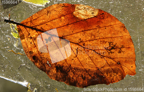 Image of Winter leaves
