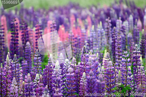 Image of lupin flower closeup