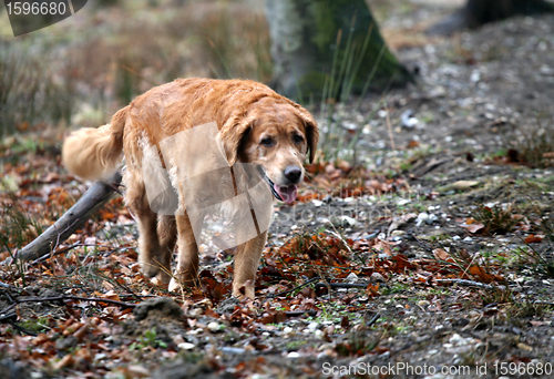 Image of dog golden retriever