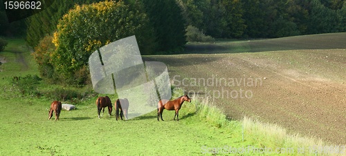 Image of danish horses